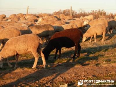 Senderismo Hayedo de Montejo (Senderismo Madrid-Senderismo Guadalajara-Senderismo Segovia)